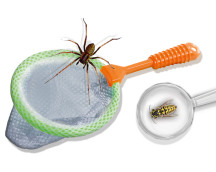 Explore - insecten explorer Explore - insecten explorer