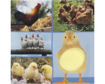 Welk dier hoor ik hier? - Boerderijdieren Welk dier hoor ik hier? - Boerderijdieren