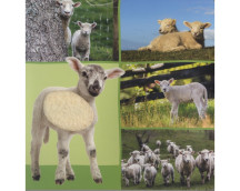 Welk dier hoor ik hier? - Boerderijdieren Welk dier hoor ik hier? - Boerderijdieren