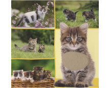 Welk dier hoor ik hier? - Lievelingsdieren Welk dier hoor ik hier? - Lievelingsdieren