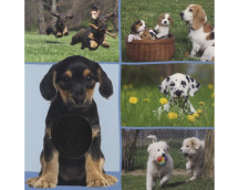 Welk dier hoor ik hier? - Lievelingsdieren Welk dier hoor ik hier? - Lievelingsdieren