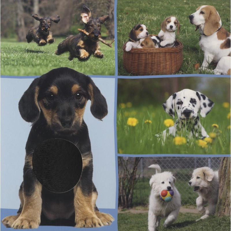 Welk dier hoor ik hier? - Lievelingsdieren Welk dier hoor ik hier? - Lievelingsdieren