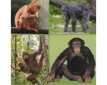 Welk dier hoor ik hier? - Dierentuin