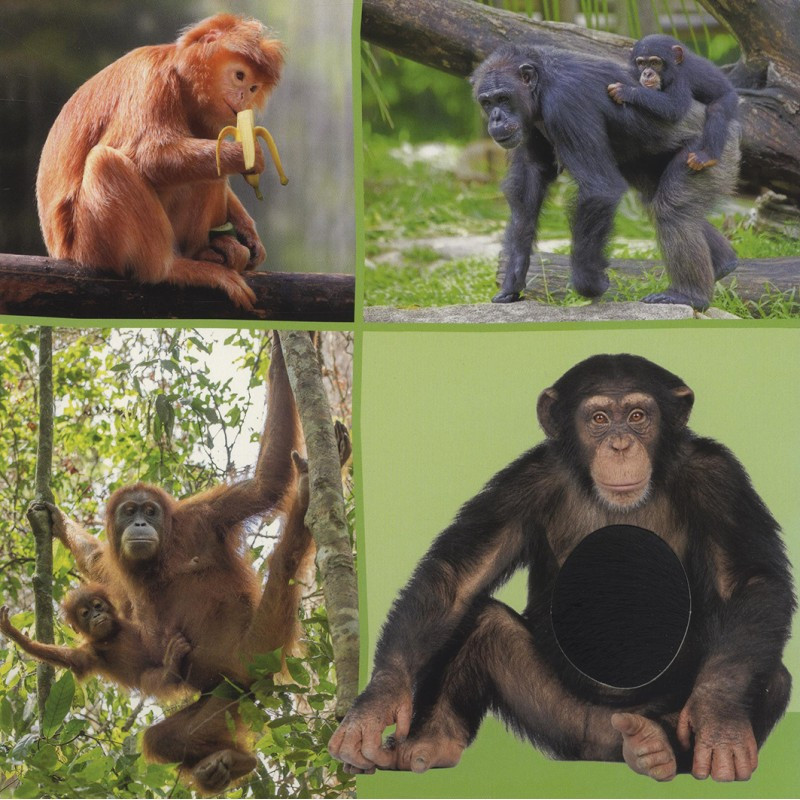 Welk dier hoor ik hier? - Dierentuin