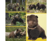 Welk dier hoor ik hier? - Babydieren Welk dier hoor ik hier? - Babydieren