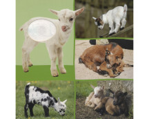 Welk dier hoor ik hier? - Babydieren Welk dier hoor ik hier? - Babydieren
