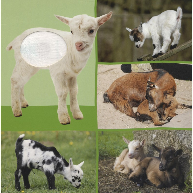 Welk dier hoor ik hier? - Babydieren Welk dier hoor ik hier? - Babydieren