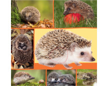 Welk dier hoor ik hier? - In de natuur Welk dier hoor ik hier? - In de natuur