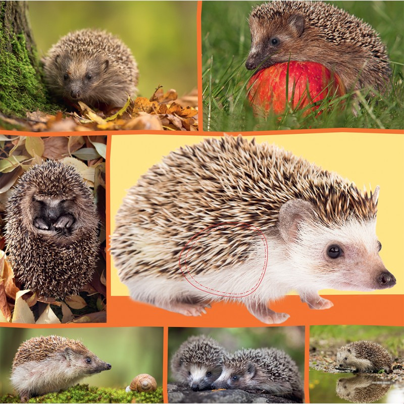 Welk dier hoor ik hier? - In de natuur Welk dier hoor ik hier? - In de natuur