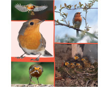 Welk dier hoor ik hier? - In de natuur Welk dier hoor ik hier? - In de natuur