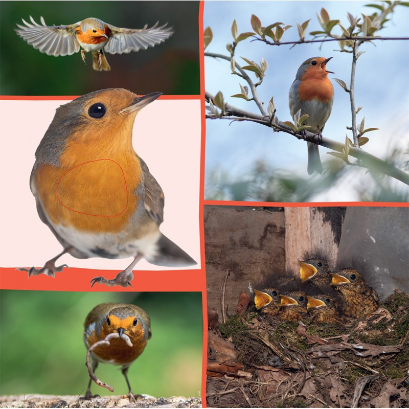 Welk dier hoor ik hier? - In de natuur Welk dier hoor ik hier? - In de natuur