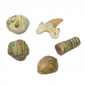 Fossils Paleo Lab