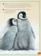Het allermooiste boek over babydieren