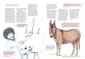 Mens en dier, van designerhond tot haaienbadpak